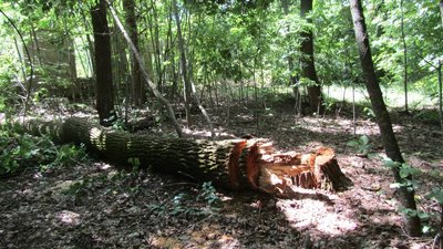На Житомирщині чоловіку оголосили підозру за зрубані у природному заповіднику 35 тополь