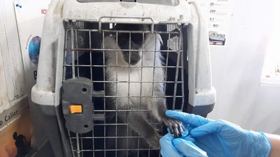 Ветеринар оглянув мавпу, 3 серпня 2023. Ветеринар оглянув мавпу, 3 серпня 2023.