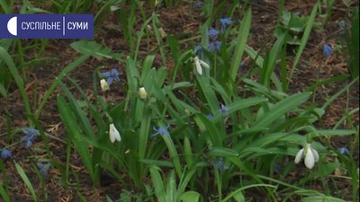 “Куточок дикої природи”. У сумському ботанічному саду квітнуть червонокнижні першоцвіти “Куточок дикої природи”. У сумському ботанічному саду квітнуть червонокнижні першоцвіти