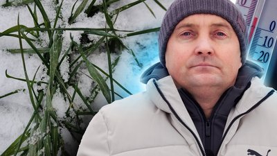 Вплив морозу на врожайність