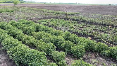 На Прилуцькій дослідній станції вивели новий сорт м'яти На Прилуцькій дослідній станції вивели новий сорт м'яти