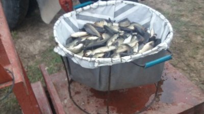 До водойм Херсонщини вселено 11 тонн риби До водойм Херсонщини вселено 11 тонн риби