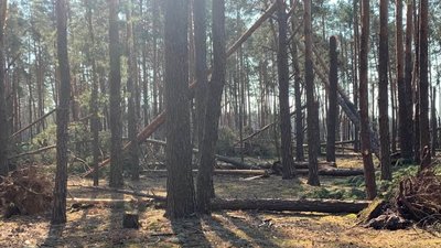 Сильний вітер пошкодив будівлі та автомобілі на Рівненщині. Знищено понад 250 га лісу Сильний вітер пошкодив будівлі та автомобілі на Рівненщині. Знищено понад 250 га лісу