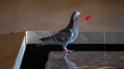 Австралійський голуб-естет прикрашав гніздо вкраденими квітами Австралійський голуб-естет прикрашав гніздо вкраденими квітами
