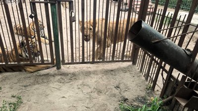 Левиця травмувала 5-річного хлопчика під час годування тигрів на Полтавщині