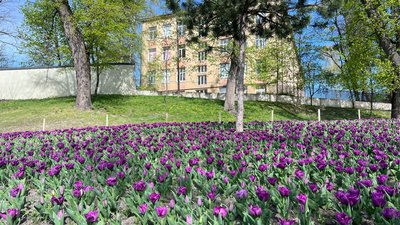 Тюльпани біля Меморіалу пам'яті Героїв Небесної Сотні Тюльпани біля Меморіалу пам'яті Героїв Небесної Сотні
