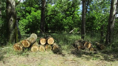 На Житомирщині чоловіку оголосили підозру за зрубані у природному заповіднику 35 тополь