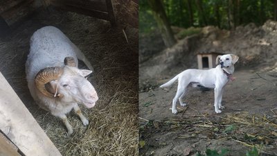 На "Крутому Замісі" на Черкащині шукали Сонцезавра та робили хату-мазанку На "Крутому Замісі" на Черкащині шукали Сонцезавра та робили хату-мазанку