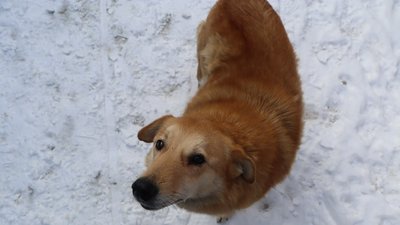 У -15 без їжі, протягом 6 годин помирає кіт. Як
у мороз виживають безпритульні тварини в Охтирці У -15 без їжі, протягом 6 годин помирає кіт. Як
у мороз виживають безпритульні тварини в Охтирці