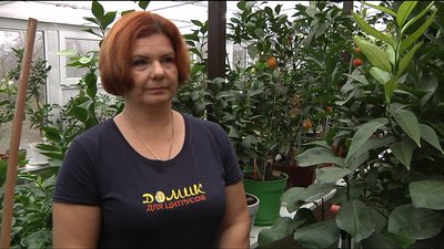 Секрети вирощування запорізьких цитрусових Секрети вирощування запорізьких цитрусових