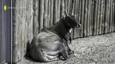 “Які в нас зараз ім’я в голові? Байрактар” — Як живе київський зоопарк в умовах війни “Які в нас зараз ім’я в голові? Байрактар” — Як живе київський зоопарк в умовах війни