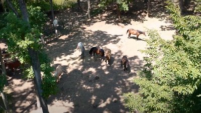 "Ми стали однією сім'єю". У Вінниці збирають гроші на будівництво стайні "Ми стали однією сім'єю". У Вінниці збирають гроші на будівництво стайні