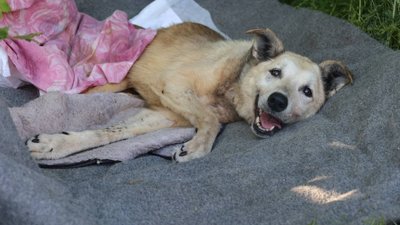 Собака, врятований під час пожежі на території храма у Шевченківському районі Харкова