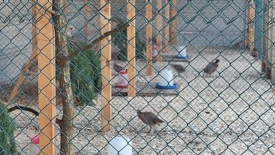 На Житомирщині облаштували перший в області фазанарій На Житомирщині облаштували перший в області фазанарій