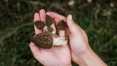 На Чернігівщині двоє людей отруїлися грибами