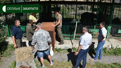 Ведмеді Балу та Тимоша прибули до Реабілітаційного Центру Бурого Ведмедя на Міжгірщині Ведмеді Балу та Тимоша прибули до Реабілітаційного Центру Бурого Ведмедя на Міжгірщині