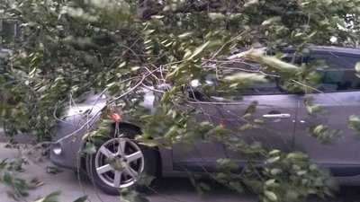 УВінниці через негоду падали дерева УВінниці через негоду падали дерева