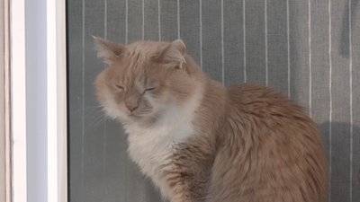 У Полтаві проведуть виставку-прилаштування котів: коли та де