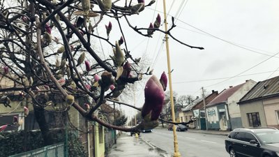 Сніг на Закарпатті. Як погода впливає на рослини, які почали квітнути Сніг на Закарпатті. Як погода впливає на рослини, які почали квітнути