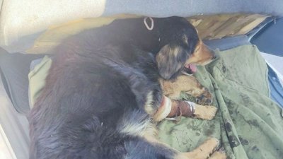 В Олександрії лікують бойову собаку, яка травмувалась під час ракетного обстрілу аеродрому