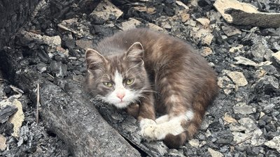 У Сумах дітей рятували через вікно після удару російського БпЛА