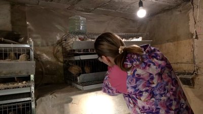 Близько 1,5 тисячі перепелиних яєць за місяць: жителька Новгорода-Сіверського на грантові кошти створила мініферму Близько 1,5 тисячі перепелиних яєць за місяць: жителька Новгорода-Сіверського на грантові кошти створила мініферму