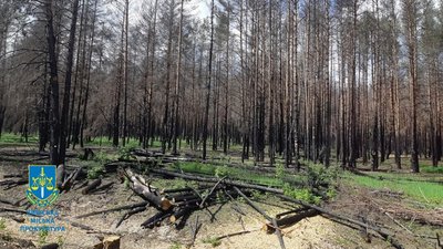 Ліс, який знаходиться у підпорядкуванні ДСП "Північна Пуща"