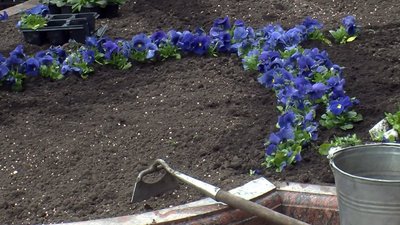 Висаджують квіти та зрізають гілля дерев: у Луцьку комунальники працюють над благоустроєм міста Висаджують квіти та зрізають гілля дерев: у Луцьку комунальники працюють над благоустроєм міста