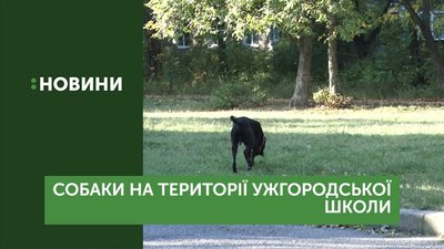 На подвір'ї ужгородської школи місцеві мешканці вигулюють собак