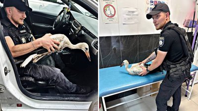 У Запоріжжі патрульна поліція допомогла лелеці У Запоріжжі патрульна поліція допомогла лелеці