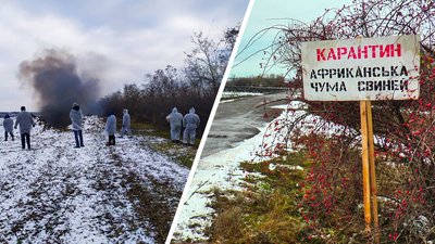В селі на Кіровоградщині виявили африканську чуму свиней. Які наслідки
