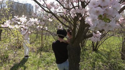 "Прийшла посидіти в усіх цих пахощах". У ботсаду Дніпра — пік цвітіння сакур "Прийшла посидіти в усіх цих пахощах". У ботсаду Дніпра — пік цвітіння сакур
