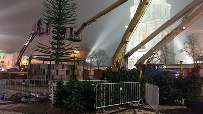 Головна ялинка почала обростати гіллям Головна ялинка почала обростати гіллям