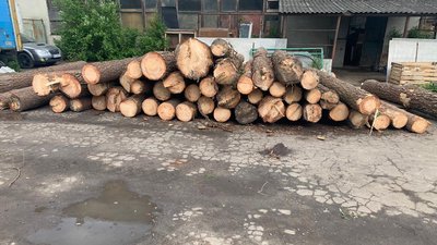 Посадовців прикарпатського лісгоспу підозрюють у незаконній рубці деревини