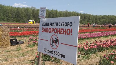 На Волині для відвідувачів відкрили тюльпанове поле На Волині для відвідувачів відкрили тюльпанове поле