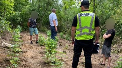 Вирощував коноплі у лісопосадці: на Херсонщині затримали чоловіка, коли той доглядав за рослинами