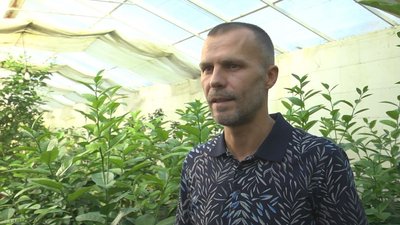Великі та мініатюрні плоди: волинянин у підземній теплиці вирощує цитрусові Великі та мініатюрні плоди: волинянин у підземній теплиці вирощує цитрусові