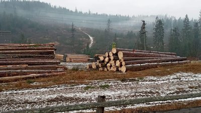 ДБР скерувало до суду 19 справ щодо незаконної вирубки лісу та видобутку піску