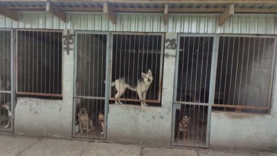 На Тернопільщину евакуювали собак з підтоплених районів Херсонщини На Тернопільщину евакуювали собак з підтоплених районів Херсонщини