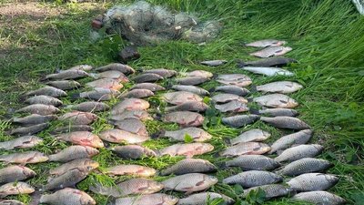 риба, браконьєрсьтво, незаконни вилов риби