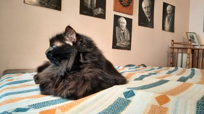 Помічник мера, екскурсовод та музейний працівник. Як живеться котам у Львові