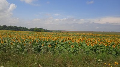 Жнива на Сумщині сповільнилися через дощі