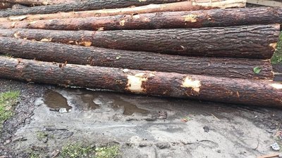Волинянин зрубав 6 кубів лісу та може сісти за це до в'язниці на три роки Волинянин зрубав 6 кубів лісу та може сісти за це до в'язниці на три роки