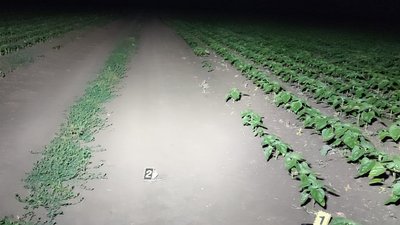 поле, грунтова дорога поле, грунтова дорога