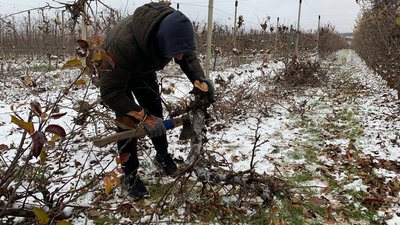 Садок вишневий біля хати Садок вишневий біля хати
