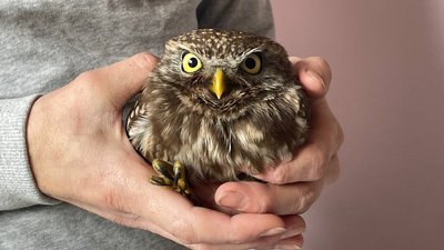 Канюк Гільза та сич Джоні. У ветлікарні Дніпра рятують хижих птахів Канюк Гільза та сич Джоні. У ветлікарні Дніпра рятують хижих птахів