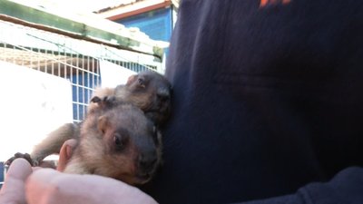 Двох бабаченят народила львівська бабачиха, що віщує прихід весни