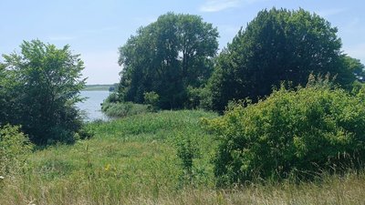 Берег ставка в одному з населених пунктів Хмельниччини