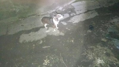 Франківські надзвичайники врятували під час пожежі двох людей і собаку Франківські надзвичайники врятували під час пожежі двох людей і собаку