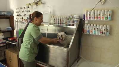 Тайсон породи бішон фрізе отримує гігієнічні процедури. Салон відвідує раз на три тижні. Тайсон породи бішон фрізе отримує гігієнічні процедури. Салон відвідує раз на три тижні.